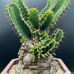 Euphorbia Mlanjeana Live Plant – Rare Succulent – Unique Caudex Plant – Bare Root - Image 1