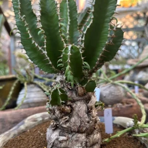 Euphorbia Mlanjeana Live Plant – Rare Succulent – Unique Caudex Plant – Bare Root - Image 4