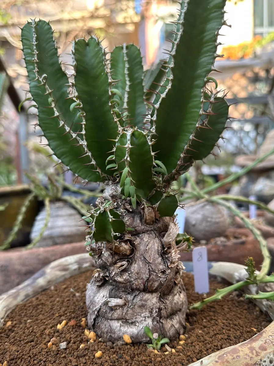 Euphorbia Mlanjeana Live Plant – Rare Succulent – Unique Caudex Plant – Bare Root - Image 4