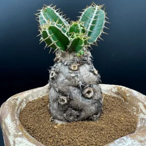 Euphorbia Mlanjeana Live Plant – Rare Succulent – Unique Caudex Plant – Bare Root - Image 5