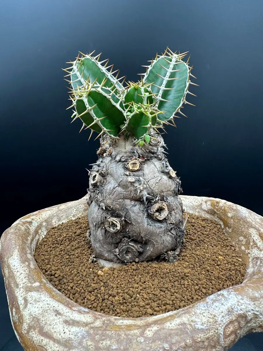 Euphorbia Mlanjeana Live Plant – Rare Succulent – Unique Caudex Plant – Bare Root - Image 5