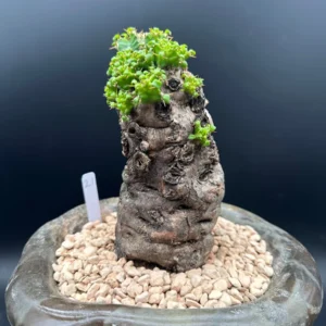 Euphorbia Mlanjeana Live Plant – Rare Succulent – Unique Caudex Plant – Bare Root - Image 7