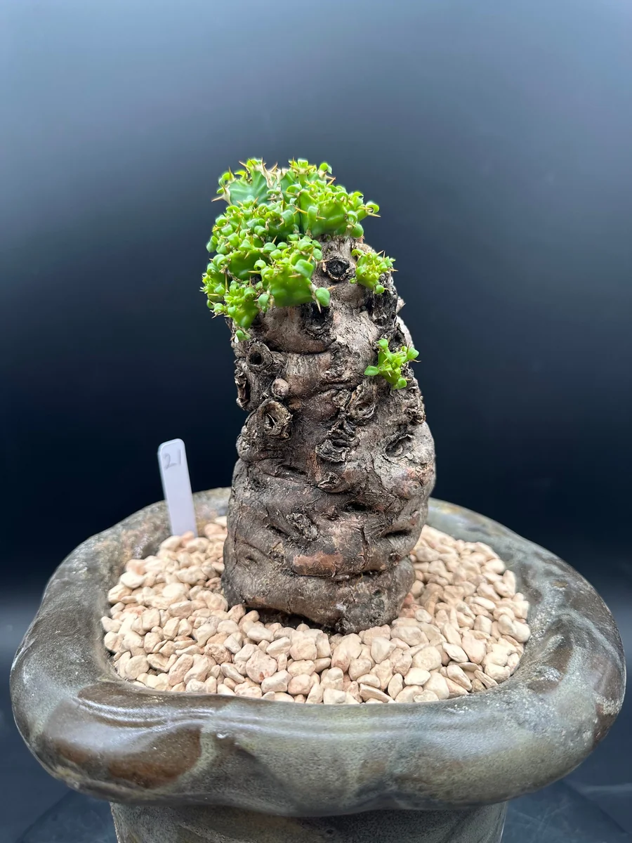 Euphorbia Mlanjeana Live Plant – Rare Succulent – Unique Caudex Plant – Bare Root - Image 7