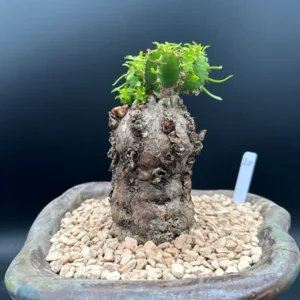 Euphorbia Mlanjeana Live Plant – Rare Succulent – Unique Caudex Plant – Bare Root - Image 8