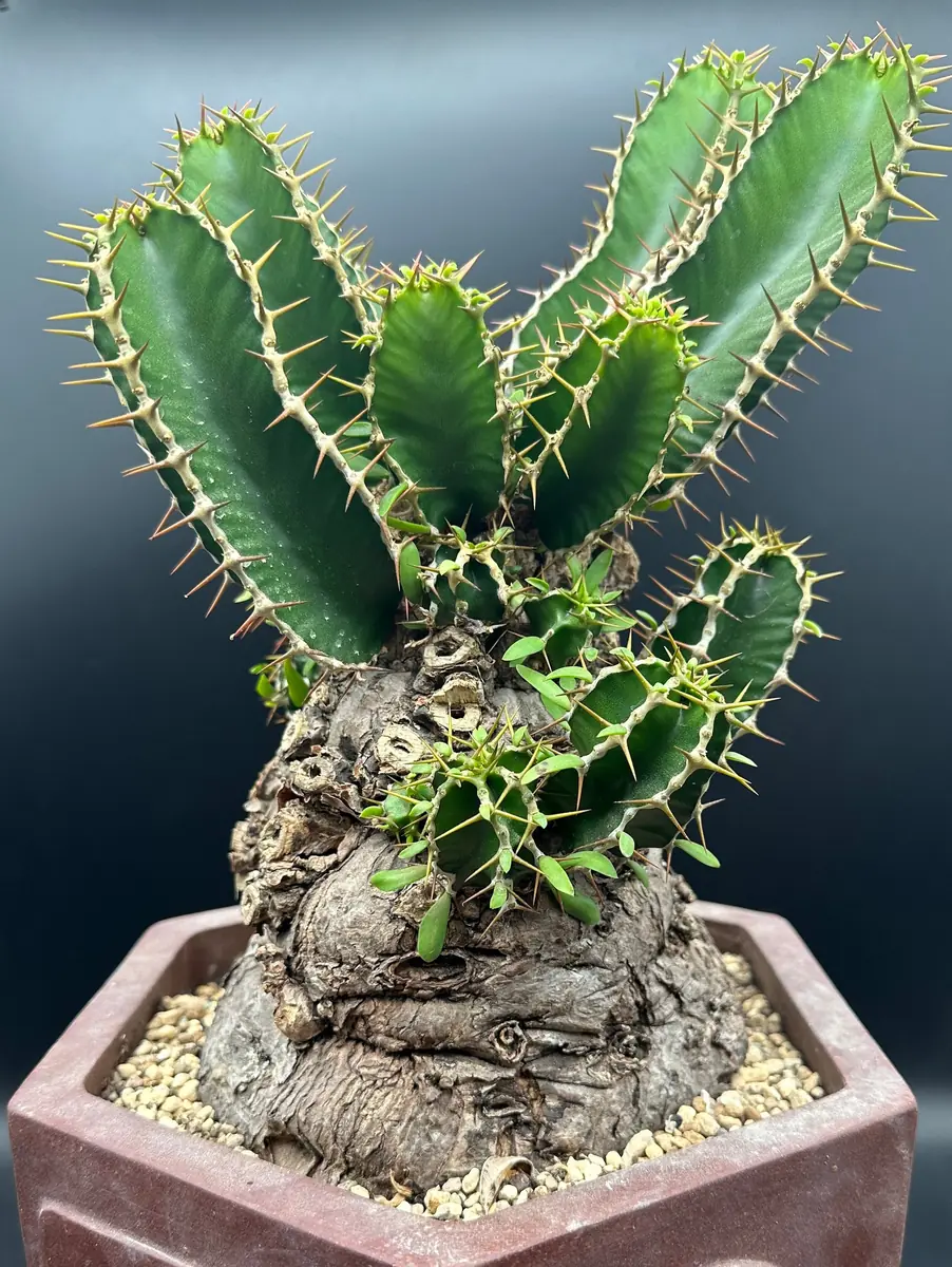 Euphorbia Mlanjeana Live Plant – Rare Succulent – Unique Caudex Plant – Bare Root - Image 1