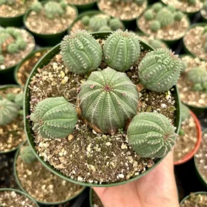 Euphorbia Obesa Baseball Plant Live Succulent - Rare Potted 3.5'' Cactus Cluster - Image 2