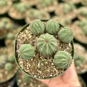 Euphorbia Obesa Baseball Plant Live Succulent - Rare Potted 3.5'' Cactus Cluster - Image 1