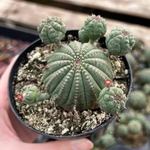 Euphorbia Obesa Baseball Plant Live Succulent - Rare Potted 3.5'' Cactus Cluster - Image 5