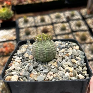 Euphorbia Obesa Hybrid Live Succulent - Baseball Plant in 3" or 5" Pot - Image 2