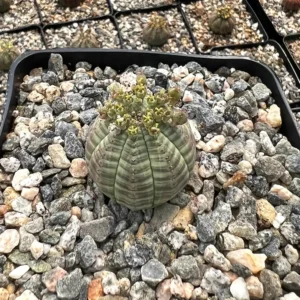 Euphorbia Obesa Hybrid Live Succulent - Baseball Plant in 3" or 5" Pot - Image 1
