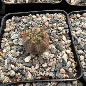 Euphorbia Obesa Hybrid Live Succulent - Baseball Plant in 3
