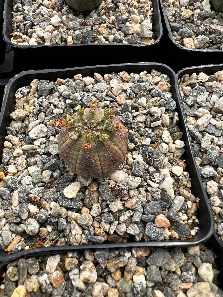 Euphorbia Obesa Hybrid Live Succulent - Baseball Plant in 3" or 5" Pot - Image 4