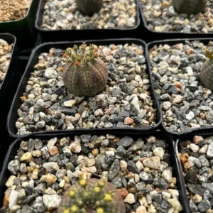 Euphorbia Obesa Hybrid Live Succulent - Baseball Plant in 3