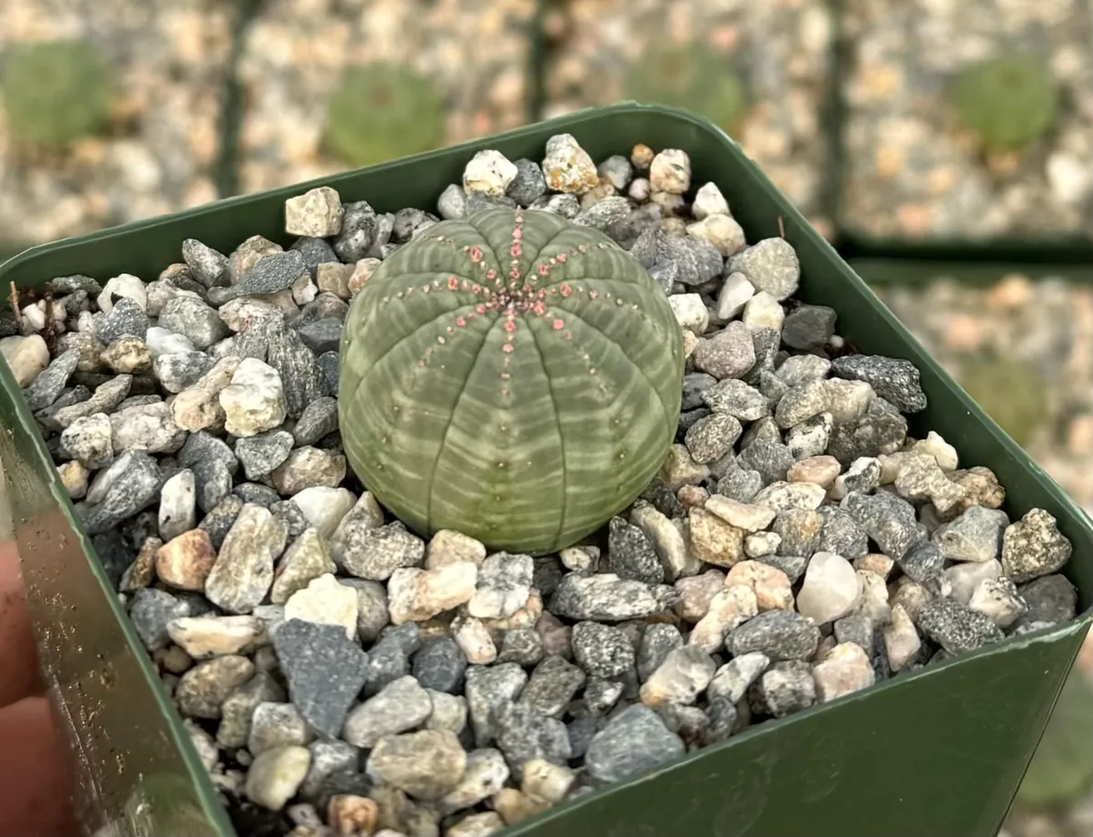 Euphorbia Obesa Hybrid Live Succulent - Baseball Plant in 3" or 5" Pot - Image 6