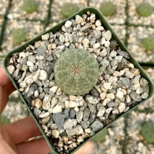 Euphorbia Obesa Hybrid Live Succulent - Baseball Plant in 3