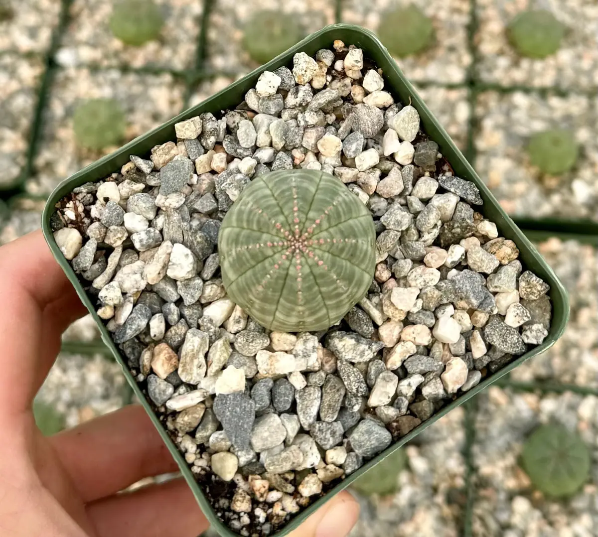 Euphorbia Obesa Hybrid Live Succulent - Baseball Plant in 3" or 5" Pot - Image 7
