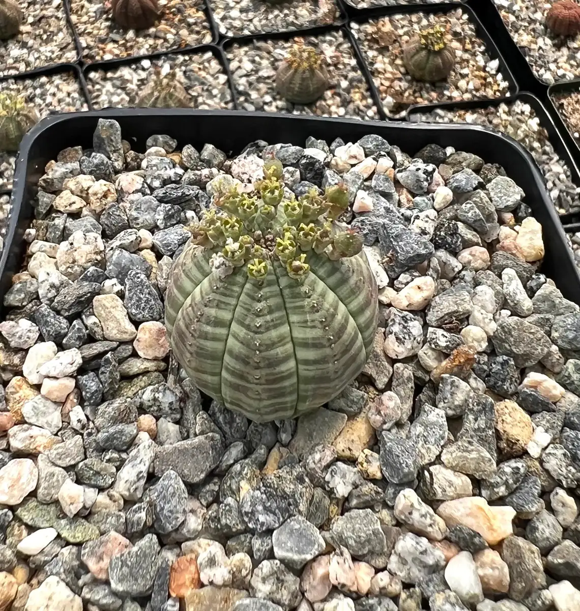 Euphorbia Obesa Hybrid Live Succulent - Baseball Plant in 3" or 5" Pot - Image 1