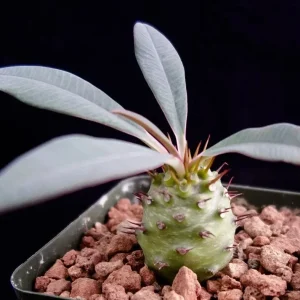 Euphorbia Pachypodioides Seeds - Rare Exotic Succulent Cactus Seeds - 5 Pack Outdoor - Image 2