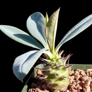 Euphorbia Pachypodioides Seeds - Rare Exotic Succulent Cactus Seeds - 5 Pack Outdoor - Image 3