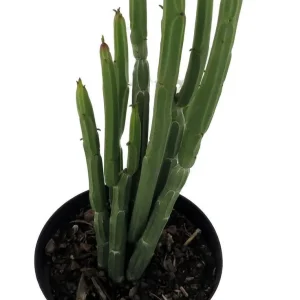 Euphorbia Phosphorea Live Plant - Evergreen Cactus Succulent - 4 Inch Pot - Image 2