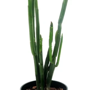 Euphorbia Phosphorea Live Plant - Evergreen Cactus Succulent - 4 Inch Pot - Image 3