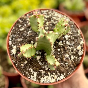 Euphorbia Resinifera Live Plant – Resin Spurge Succulent in 6 inch Pot - Image 3