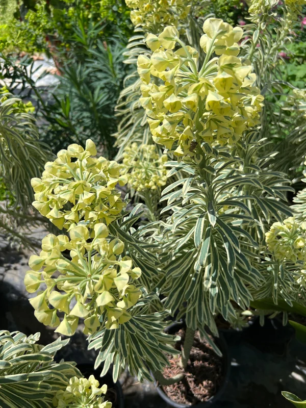 Euphorbia 'Tasmania Tiger' Live Plant – 1-2 ft Tall – 1 Gallon Pot – Outdoor - Image 2