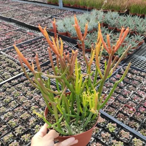 Euphorbia tirucalli 'Sticks on Fire' Succulent Live Plant - Drought-Tolerant - Image 2