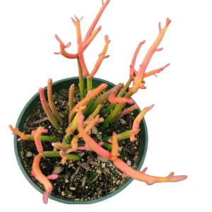 Euphorbia tirucalli 'Sticks on Fire' Succulent Live Plant - Drought-Tolerant - Image 4