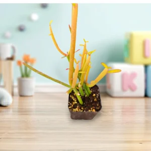 Euphorbia tirucalli 'Sticks on Fire' Succulent Live Plant - Drought-Tolerant - Image 5