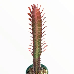 Euphorbia trigona Royal Red Succulent Plant – Live Plant – 2 to 4 Inch Pot – Indoor/Outdoor - Image 2