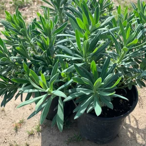 Euphorbia Wulfenii Spurge Live Plant - 1 Gallon Pot, Outdoor - Image 2