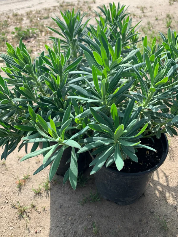 Euphorbia Wulfenii Spurge Live Plant - 1 Gallon Pot, Outdoor - Image 2