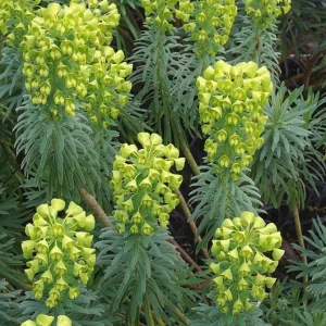 Euphorbia Wulfenii Spurge Live Plant - 1 Gallon Pot, Outdoor - Image 1