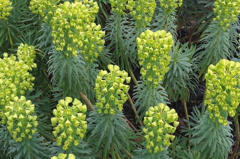 Euphorbia Wulfenii Spurge Live Plant - 1 Gallon Pot, Outdoor - Image 1