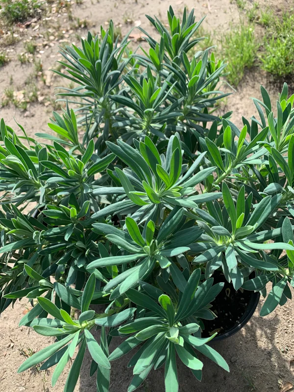 Euphorbia Wulfenii Spurge Live Plant - 1 Gallon Pot, Outdoor - Image 3