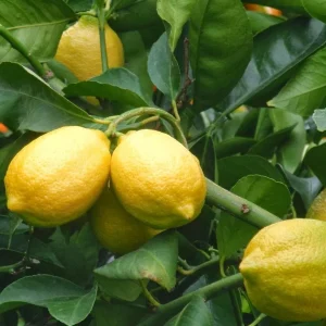 Eureka Lemon Bush Form Live Plant – 5 inch Pot – Indoor/Outdoor Citrus Tree - Image 2