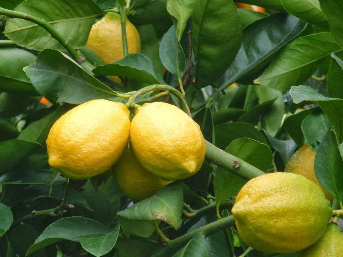 Eureka Lemon Bush Form Live Plant – 5 inch Pot – Indoor/Outdoor Citrus Tree - Image 2