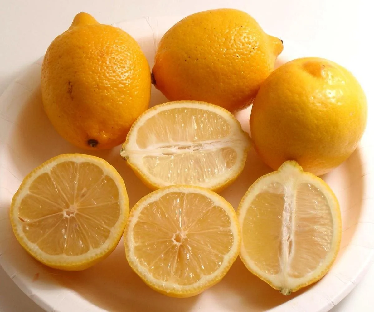 Eureka Lemon Bush Form Live Plant – 5 inch Pot – Indoor/Outdoor Citrus Tree - Image 5