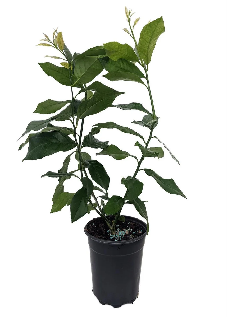 Eureka Lemon Bush Form Live Plant – 5 inch Pot – Indoor/Outdoor Citrus Tree - Image 1