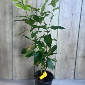 Eureka Lemon Live Plant – 1/2 Gallon Pot – Year-Round Fruiting Citrus Tree for Home & Garden - Image 2