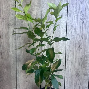 Eureka Lemon Live Plant – 1/2 Gallon Pot – Year-Round Fruiting Citrus Tree for Home & Garden - Image 3