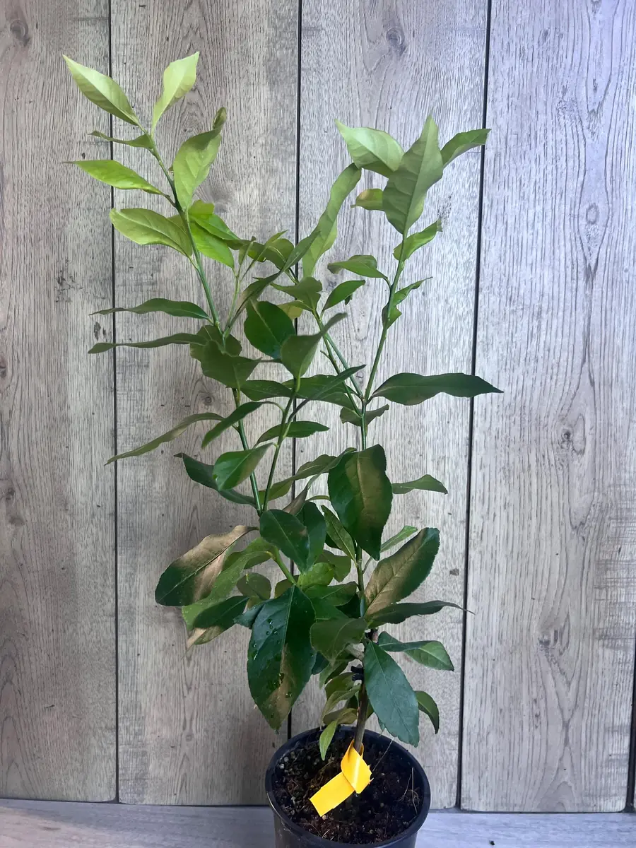 Eureka Lemon Live Plant – 1/2 Gallon Pot – Year-Round Fruiting Citrus Tree for Home & Garden - Image 3