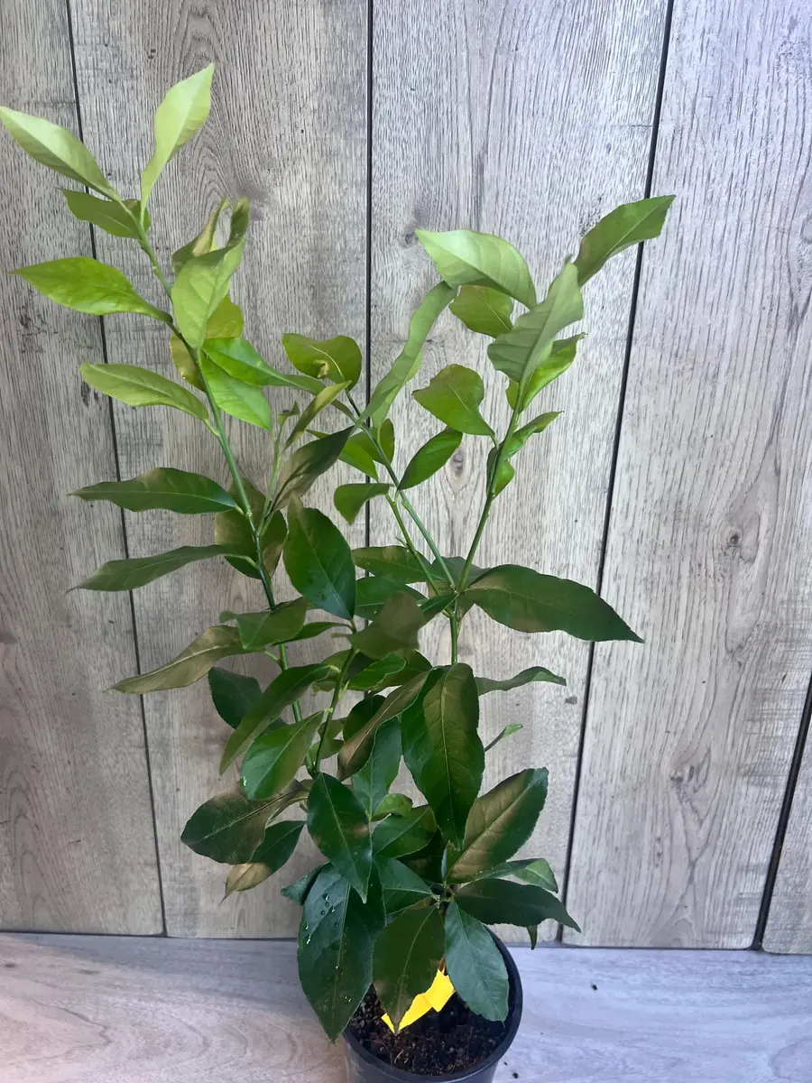 Eureka Lemon Live Plant – 1/2 Gallon Pot – Year-Round Fruiting Citrus Tree for Home & Garden - Image 5