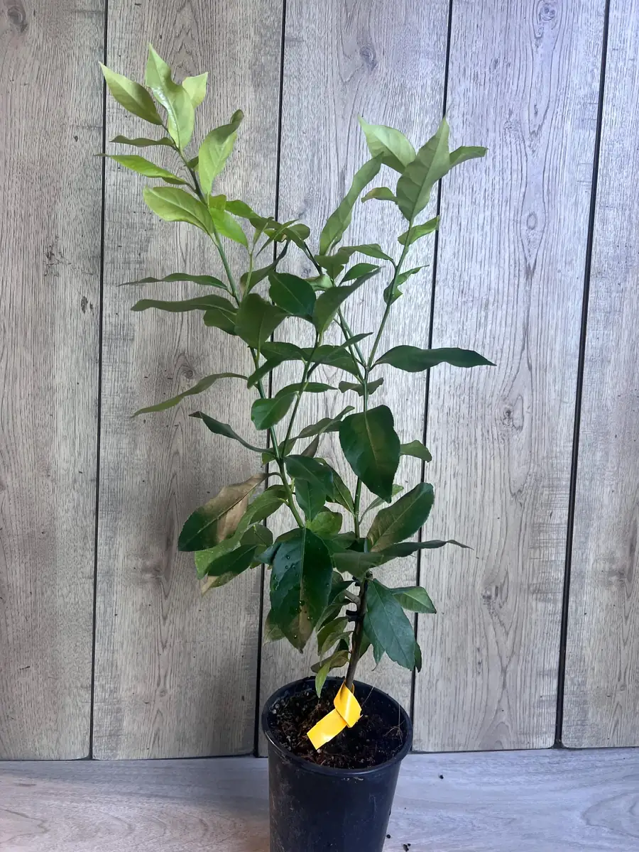 Eureka Lemon Live Plant – 1/2 Gallon Pot – Year-Round Fruiting Citrus Tree for Home & Garden - Image 6