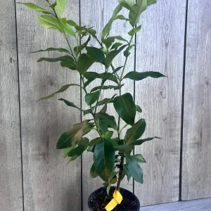 Eureka Lemon Live Plant – 1/2 Gallon Pot – Year-Round Fruiting Citrus Tree for Home & Garden - Image 7