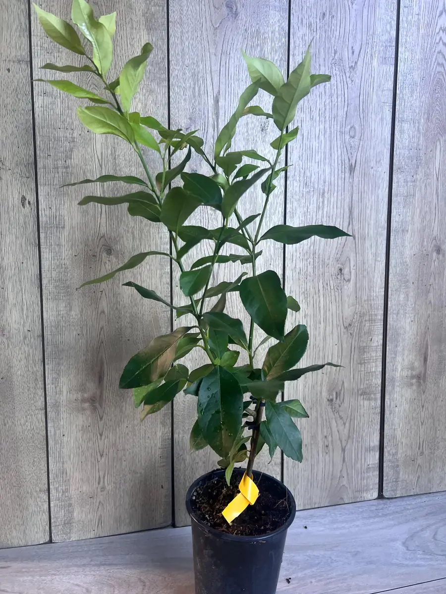Eureka Lemon Live Plant – 1/2 Gallon Pot – Year-Round Fruiting Citrus Tree for Home & Garden - Image 7