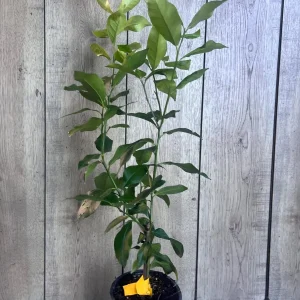 Eureka Lemon Live Plant – 1/2 Gallon Pot – Year-Round Fruiting Citrus Tree for Home & Garden - Image 8