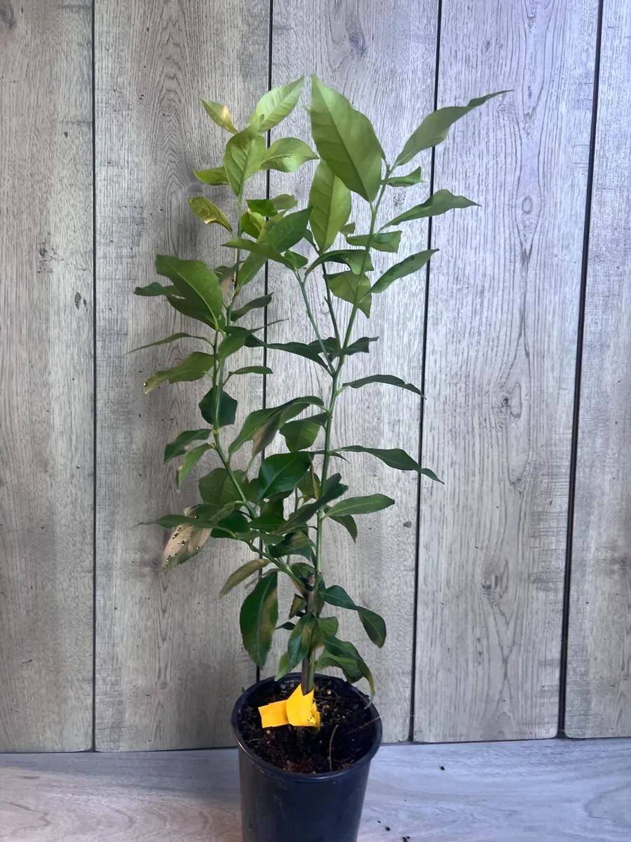 Eureka Lemon Live Plant – 1/2 Gallon Pot – Year-Round Fruiting Citrus Tree for Home & Garden - Image 8