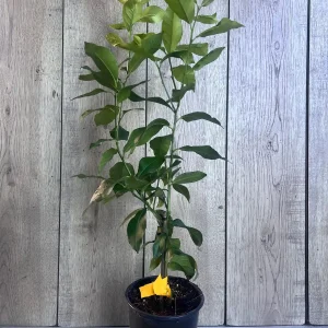 Eureka Lemon Live Plant – 1/2 Gallon Pot – Year-Round Fruiting Citrus Tree for Home & Garden - Image 9